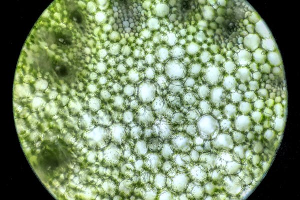 Article image for Industry-academia partnership to develop algae-based supplies of omega-3 fatty acids