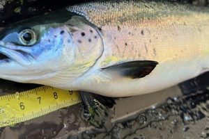 Warmer water temperatures boost farmed salmon growth in seawater but raise health concerns: Nofima study