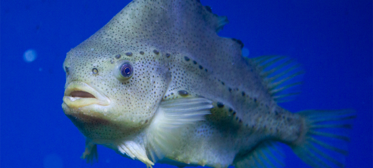 lumpfish