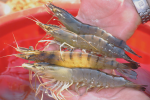 How the intestinal microbiota of black tiger shrimp and the microbial community of polyculture pond water interact