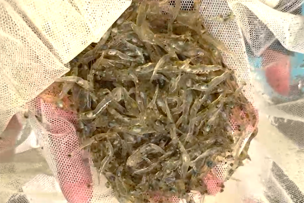 Article image for Cómo influye la lisolecitina en el crecimiento, la capacidad antioxidante y el metabolismo lipídico del camarón blanco del Pacífico