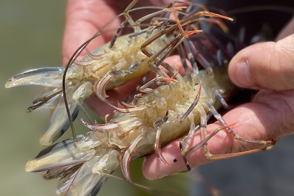 Article image for CSIRO-led research identifies genetic markers to support black tiger shrimp breeding