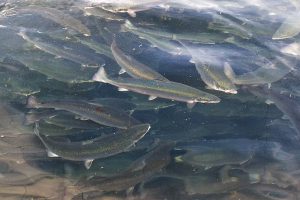 Handbooks help salmon farmers improve fish welfare during crowding