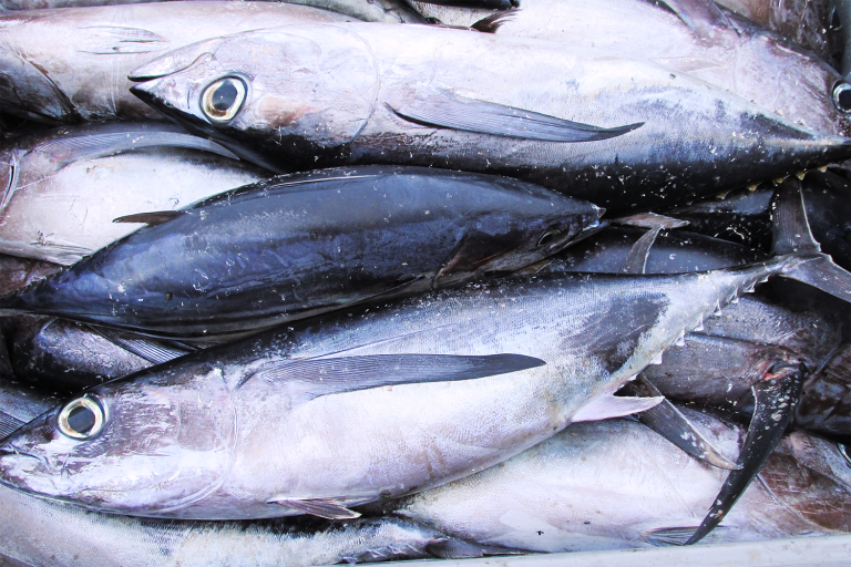 Article image for Analysis of pelagic tuna fisheries management in China