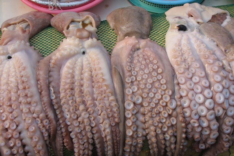 Article image for Developing a Gear-based Fisheries Management Index for coastal and offshore fisheries in Korea