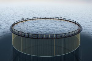 A shocking innovation: Electric fences show promise in sea lice prevention