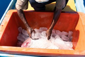 ‘A revolution in the making’: How a solar-powered ice maker is transforming an Indonesian tuna fishery