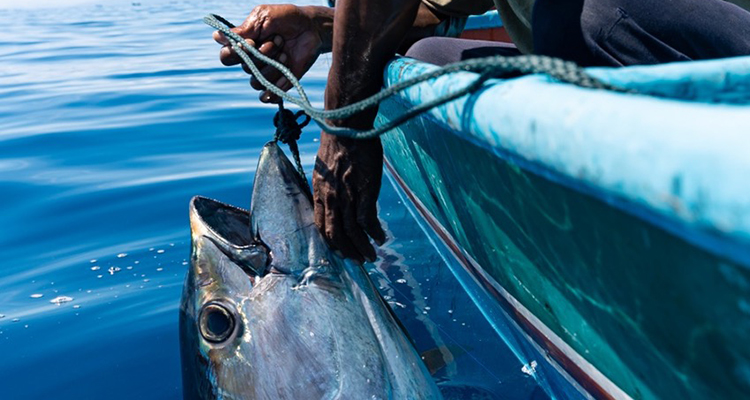 Image for article: ‘A revolution in the making’: How a solar-powered ice maker is transforming an Indonesian tuna fishery