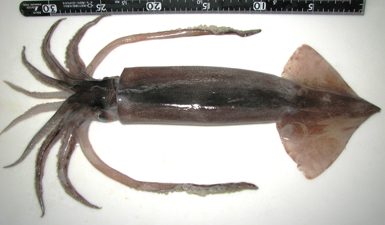 Article image for Quantifying future climate-driven shifts in the distribution of common squid