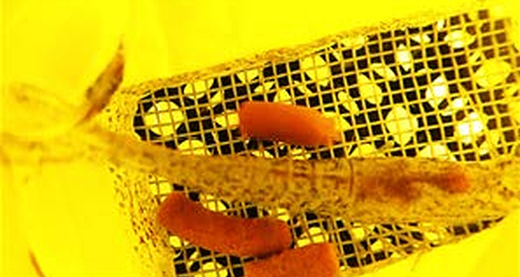 Image for article: ‘The ultimate setting’: Why Japan wants to grow fish in space