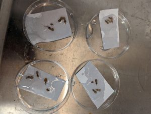 Do salmon lice from submerged cages produce larvae that swim deeper?