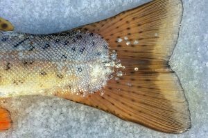 wild vs. farmed salmon