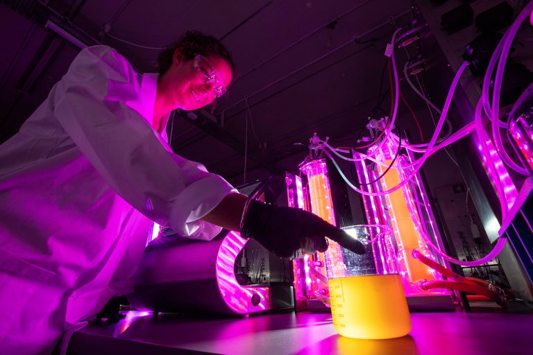 Article image for From poison to pain reliever: New Zealand scientists farm toxic microalgae for next-generation painkillers