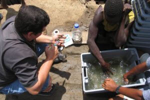 Catch & Culture Review: Are genetic correlations to spawning traits of Pacific white shrimp actionable?
