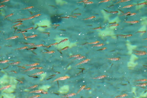 Catch & Culture Review: How microplastics impact the early life stages of fish and the ecosystem