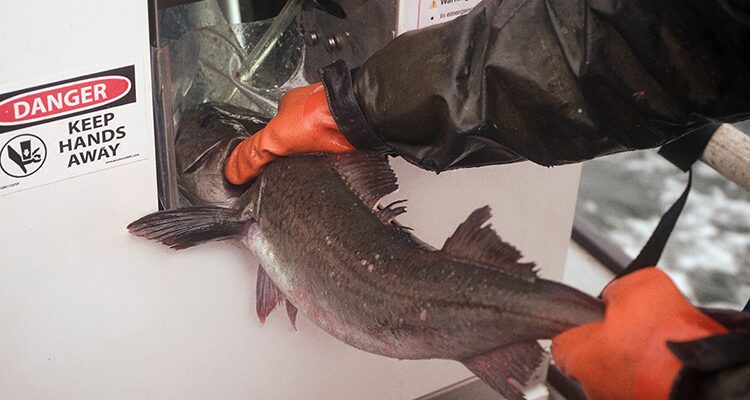 Image for article: How technology is improving seafood quality and consumer satisfaction