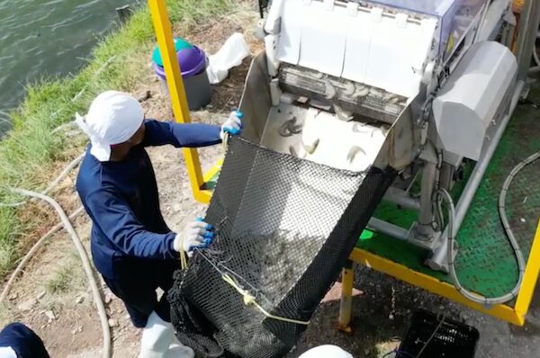 Article image for Leading Vietnamese shrimp producer commits to humane slaughter