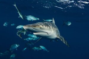 Can an electric-field device mitigate shark bycatch in commercial fisheries?