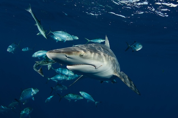 Article image for Can an electric-field device mitigate shark bycatch in commercial fisheries?