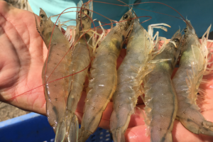 Field Trials: Validating the efficacy and quality of a portable electric stunner for shrimp
