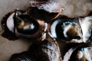 Irish oyster farmer develops AI system to detect oyster mortalities by sound