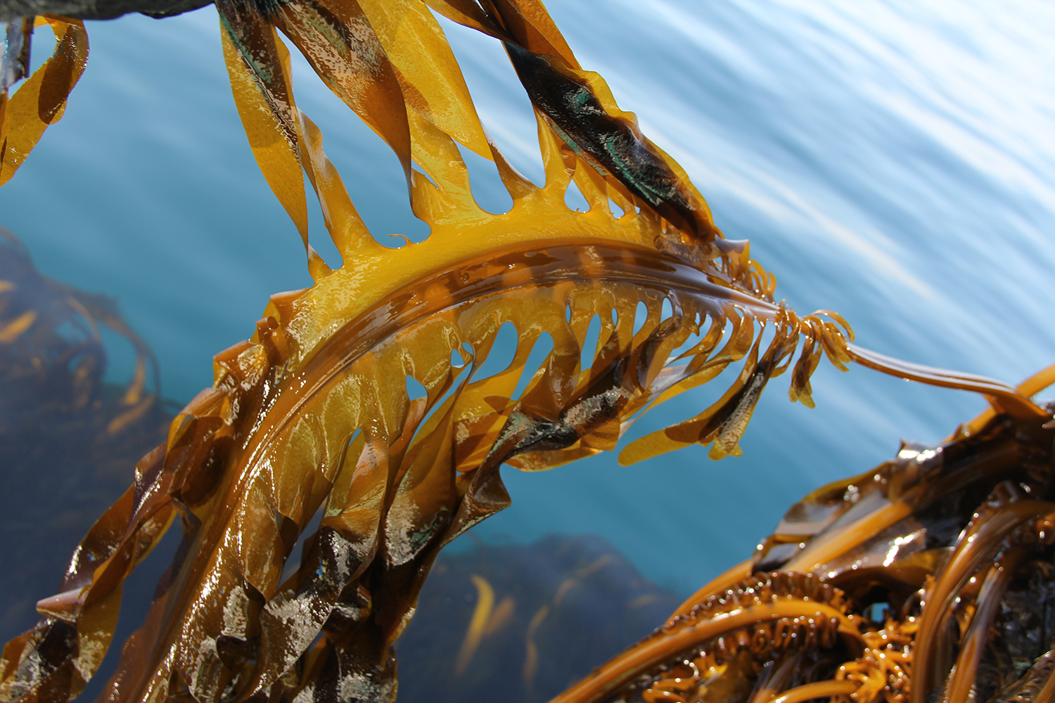 seaweed farming.