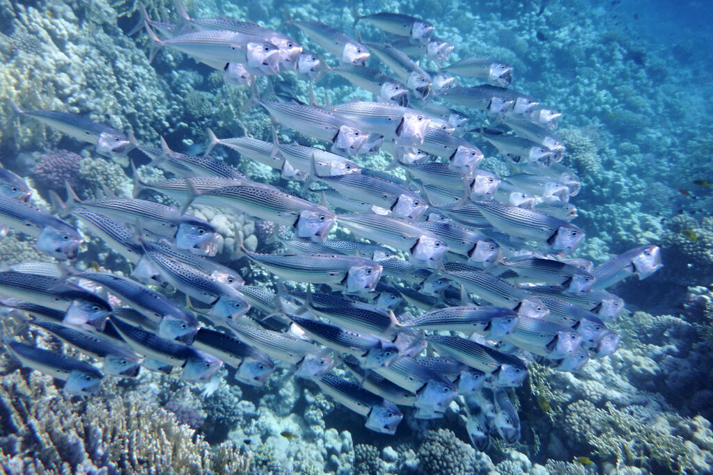 Article image for Catch & Culture Review: Advancing climate-ready fishery management through near-term interventions