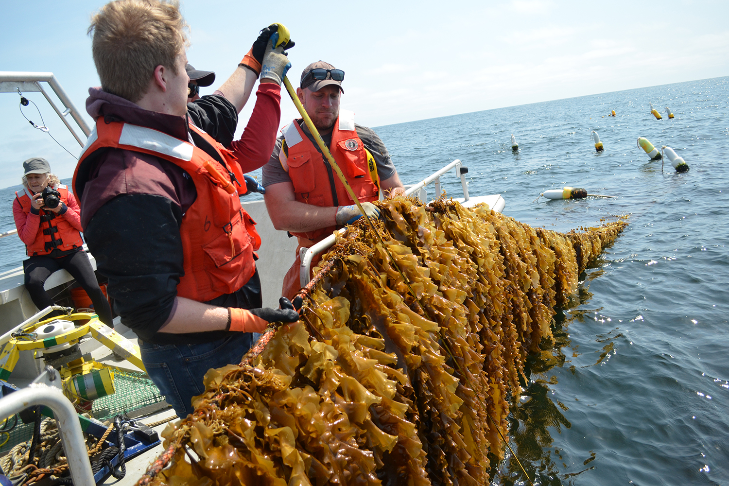 seaweed farming