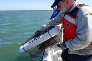 Study: Oysters play unexpected role in protecting blue crabs from disease