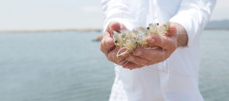 Featured image for Omega-3 Nutrition in Shrimp Diets: Profitability, Sustainability, and Market Value