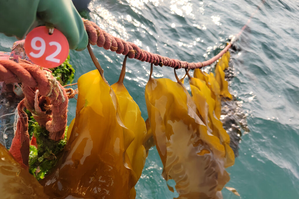Article image for Could triploid kelp cultivars expand seaweed farming in the face of climate change?