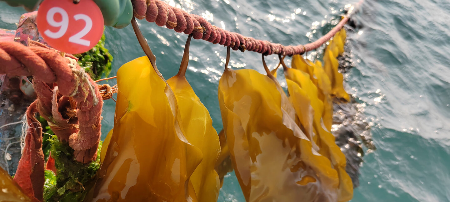 seaweed farming