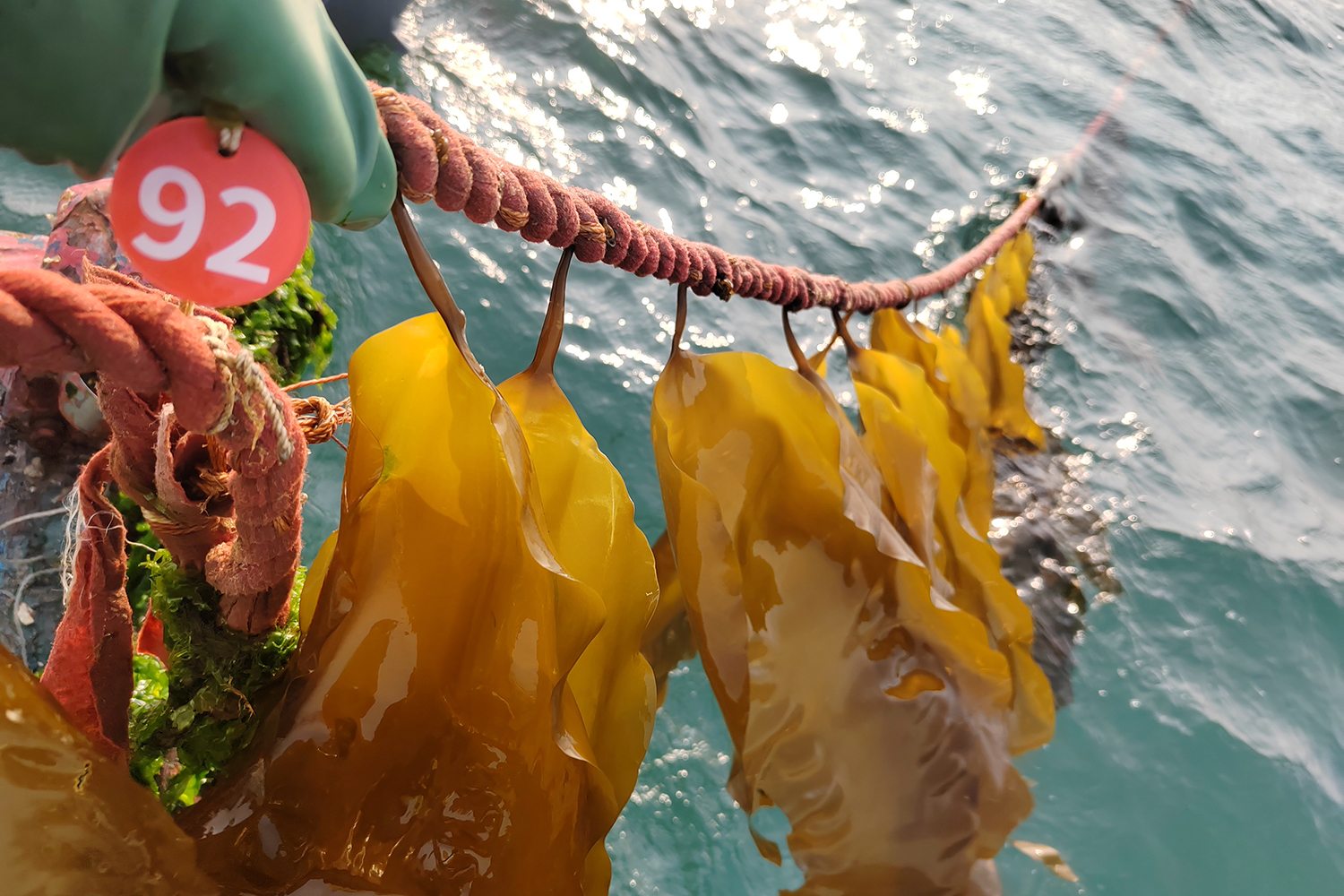 seaweed farming