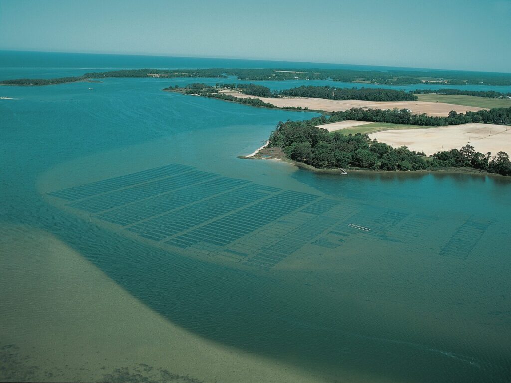 Article image for BAP Spotlight Story: Cherrystone Aqua-Farms