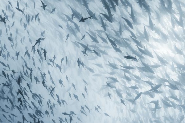 Article image for Fish are getting smaller as global food webs quietly reorganize, study finds