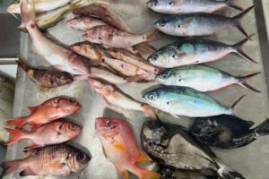 Microplastics in fish found in one-third of samples from remote Pacific islands