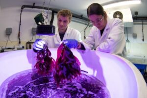 Scientists in Scotland develop land-based method to cultivate red seaweed year-round