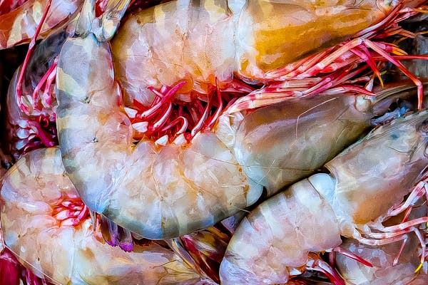 shrimp industry