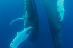 Shrinking cool-water habitat raises humpback whale entanglement risk, study finds