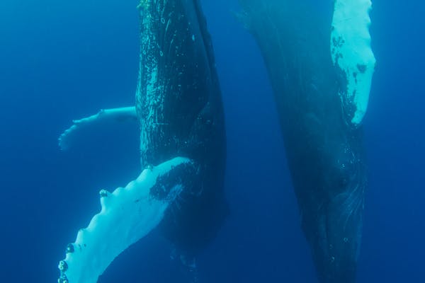 Article image for Shrinking cool-water habitat raises humpback whale entanglement risk, study finds