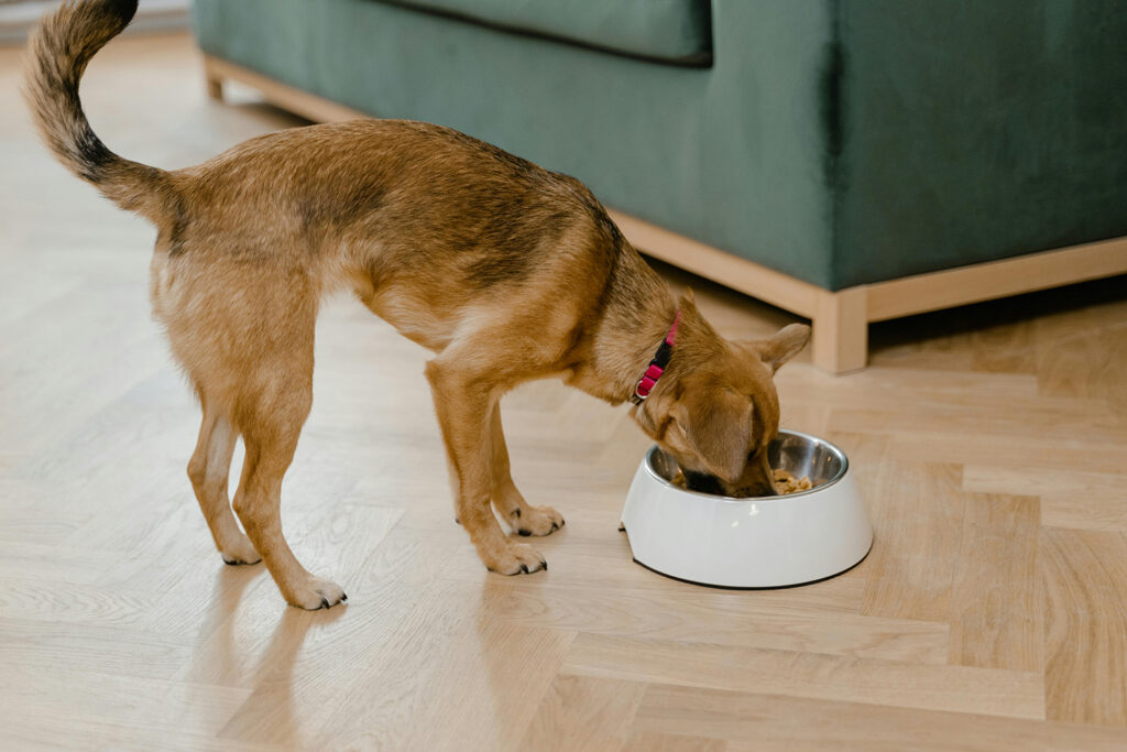 Article image for Seafood’s best friend: Once wasted fish byproducts are now a bounty for cats and dogs