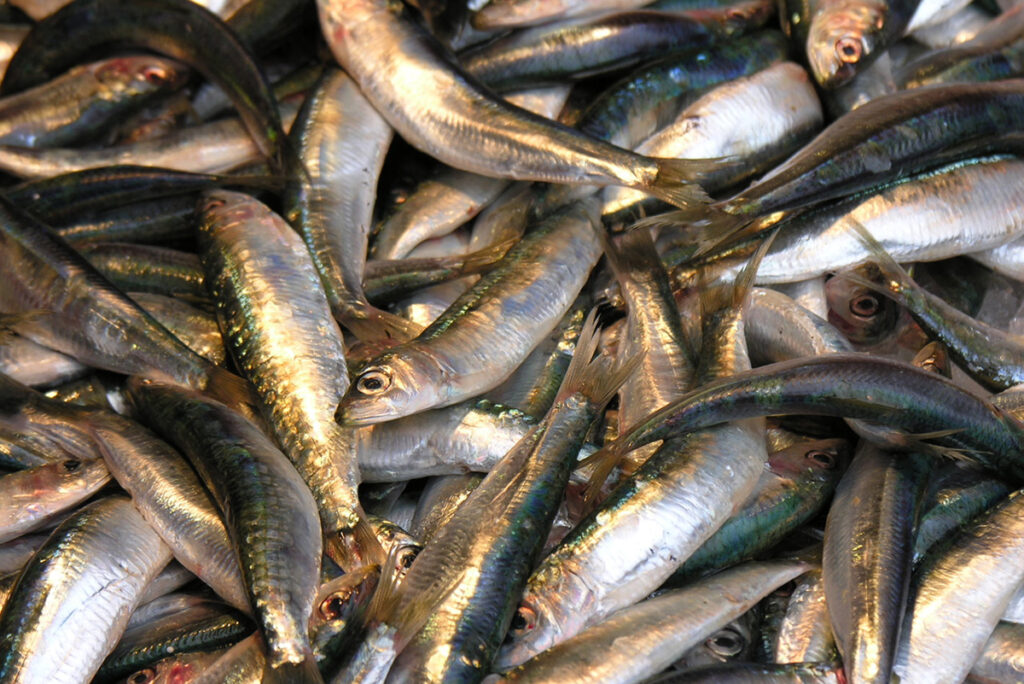 Article image for Can Britain learn to love sardines? Shifting seafood market trends hint at change
