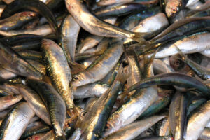 Can Britain learn to love sardines? Shifting seafood market trends hint at change