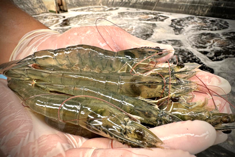 Article image for Reseña de Captura y Cultivo: Evaluación de varios tipos de harina de soya y proteína animal en dietas para camarón blanco del Pacífico