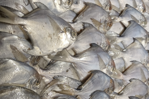 Catch & Culture Review: Evaluating various soybean meal types and animal protein in diets for Pacific white shrimp