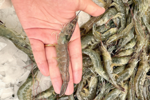 Catch & Culture Review: Adapting gut microbiota for microbial resilience in hypersaline shrimp farming