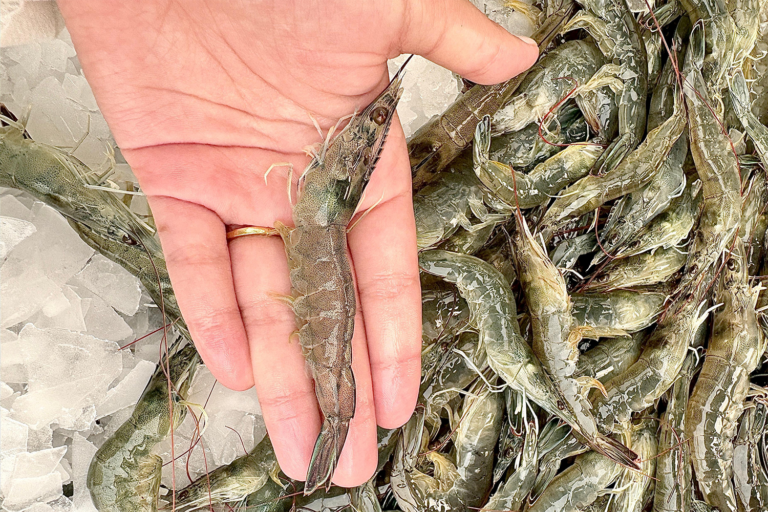 Article image for Catch & Culture Review: Adapting gut microbiota for microbial resilience in hypersaline shrimp farming