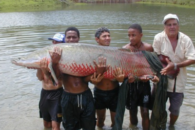 Aquaculture potential and challenges for arapaima, the Amazon giant ...