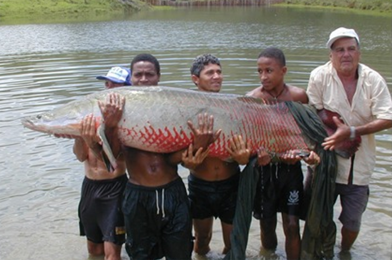 Article image for Aquaculture potential and challenges for arapaima, the Amazon giant redfish, part 1: Historical perspectives