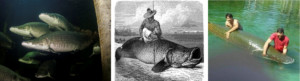 Aquaculture potential and challenges for arapaima, the Amazon giant ...